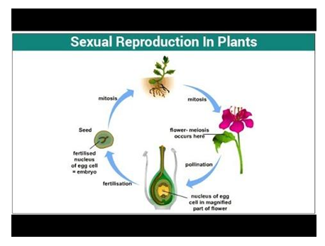 sexual reproduction in plants